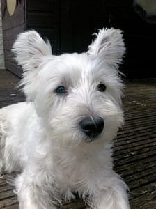 Bounty - West Highland Terrier